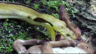 Python Eats Goat 01 Footage [upl. by Kenison458]