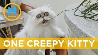 This creepylooking cat has become instafamous  Your Morning [upl. by Mcclenaghan763]