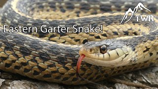 The Eastern Garter Snake Everything You Need To Know [upl. by Dareg]