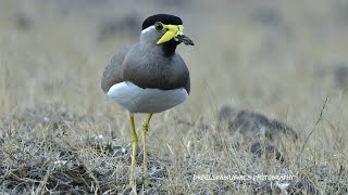 YELLOW WATTLED LAPWING birdbath [upl. by Dew]