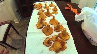 Chanterelle Mushroom Identification Tips [upl. by Nwahsor]