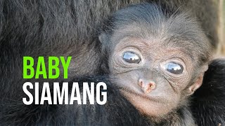 Siamang Gibbon Infant Born at Attica Zoo in Athens Greece [upl. by Syst]