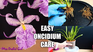 How to Care for Oncidium Orchids  Watering Repotting Reblooming amp more Orchid Care for Beginners [upl. by Mari]