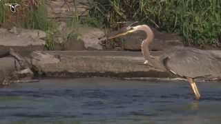 Great Blue Heron hunting [upl. by Fifi367]