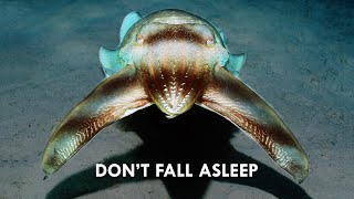 Cuttlefish use Hypnosis to Hunt [upl. by Mccullough]