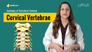 Noncontrast MRI cervical spine search pattern [upl. by Ellegna]