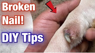 How to FIX a dogs Broken Nail at Home American Bully [upl. by Dorion349]