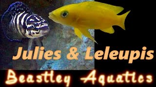 How to keep and breed Neolamprolagus leleupi and Julidochromis transcriptus [upl. by Meelak]