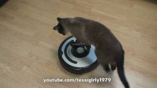 Cat shows HOW TO use iRobot Roomba Vacuum [upl. by Ilrahs]