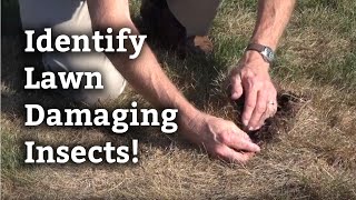 Identifying Lawn Damaging Insects l Expert Lawn Care Tips [upl. by Ociram]