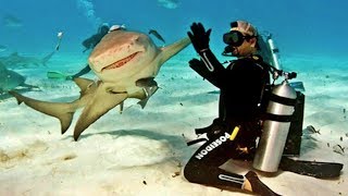 10 Friendliest Sharks in the Ocean [upl. by Jeffrey]