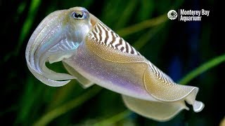 Common Cuttlefish Are Anything But Ordinary [upl. by Randene]