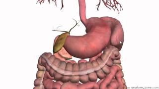 Introduction to the Digestive System Part 3  Intestines and Beyond  3D Anatomy Tutorial [upl. by Brier528]