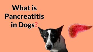 Pancreatitis in Dogs  Symptoms Treatment amp Prevention [upl. by Aker]