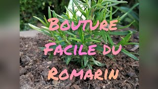 Bouturage simple de romarin [upl. by Yajiv55]