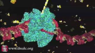 DNA Transcription Basic [upl. by Chalmers]