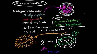 Immunology  Monocytes and Macrophages [upl. by Lauzon]