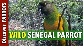 Senegal Parrot Wild on Tenerife Island  Discover PARROTS [upl. by Nitnelav930]