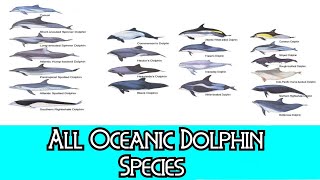 All Oceanic Dolphin Species  Species List [upl. by Animas]