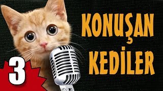 Konuşan Kediler 3  En Komik Kedi Videoları [upl. by Rennoc]