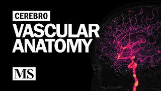 Cerebral Vascular Anatomy And Imaging [upl. by Nwahsem]