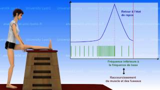 La souplesse  bases neurophysiologiques 12 [upl. by Nedak]