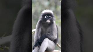 Dusky Leaf Monkey [upl. by Zena]