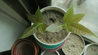 How To Grow Pistachio Pista From SeedsGrow Pista plant Grow Pista Tree [upl. by Ahsimak]