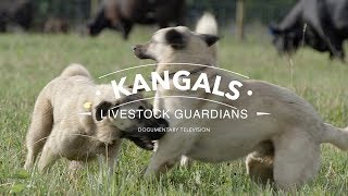 ALL ABOUT THE KANGAL DOG THE FINEST GUARDIAN DOG [upl. by Nujra]