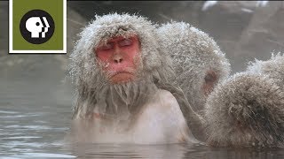 Snow Monkeys Soak in Hotsprings [upl. by Petronia244]