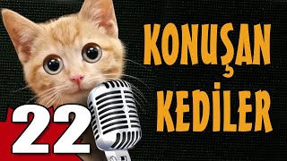 Konuşan Kediler 22  En Komik Kedi Videoları [upl. by Adlih]