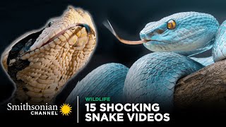 15 Shocking Snake Videos 🐍 Smithsonian Channel [upl. by Louanna]