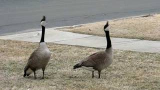 Canada Geese Honking amp Flying Off [upl. by Annawal]