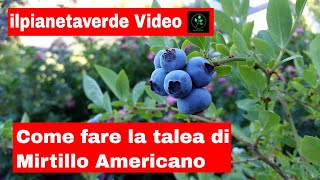 Come fare la talea di Mirtillo Gigante Americano [upl. by Milson]