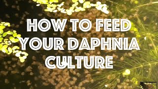 How To Feed Your Daphnia Culture [upl. by Daveda]