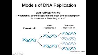 DNA Replication Models [upl. by Nyletak]