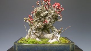 Nursery Stock to Bonsai  Chaenomeles japonica Texas Scarlet Flowering Quince [upl. by Ayotol]