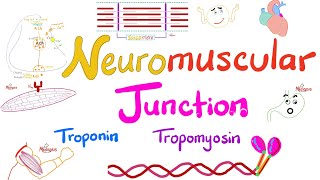 Troponin Tropomyosin TTubules Sarcoplasmic Reticulum and the Neuromuscular junction NMJ [upl. by Hernandez]