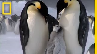 Penguin Parent Patrol  National Geographic [upl. by Orag]