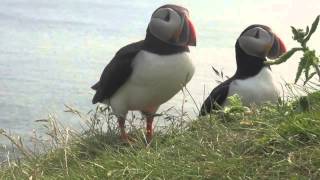 Amazingly Close Puffin Site At Elliston NL [upl. by Notneb]