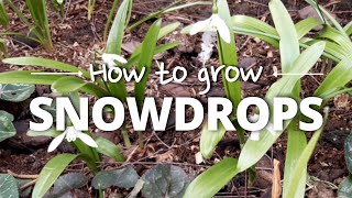 A Simple Guide to Growing Snowdrops [upl. by Allsun]