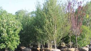 Where to Plant A River Birch Tree [upl. by Nohsav]