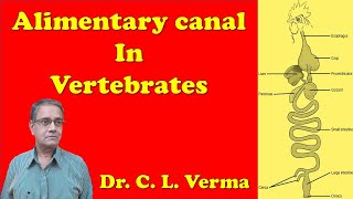 Alimentary canal in Vertebrates  Digestive system in Vertebrates [upl. by Oates]