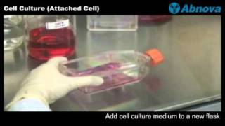 Cell Culture Attached Cell [upl. by Shiverick471]