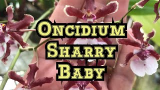 How to Bloom Oncidium Sharry Baby Orchid amp Other Oncidium Orchid Care Tips [upl. by Nabru]