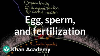 Egg sperm and fertilization  Behavior  MCAT  Khan Academy [upl. by Sanalda]