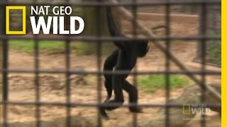 Siamang Swing  Nat Geo Wild [upl. by Simsar]