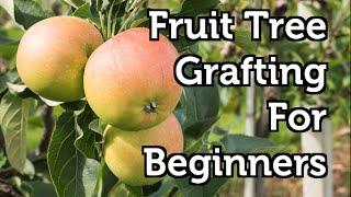 Fruit Tree Grafting for Beginners [upl. by Radek]