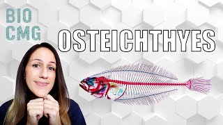 Osteichthyes classificação e biologia dos quotpeixesquot ósseos [upl. by Ynove856]