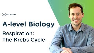 Respiration The Krebs Cycle  Alevel Biology  OCR AQA Edexcel [upl. by Lotsyrk729]